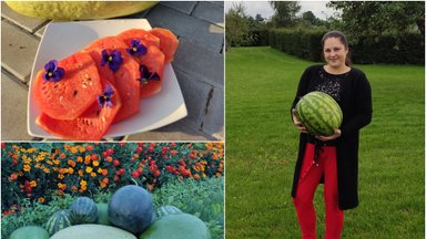 Šilutės rajono gyventoja įminė arbūzų auginimo paslaptį: derlius nustebino visą Lietuvą