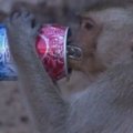 Per šventę Tailande beždžionių laukė maistas ir gaivinamieji gėrimai