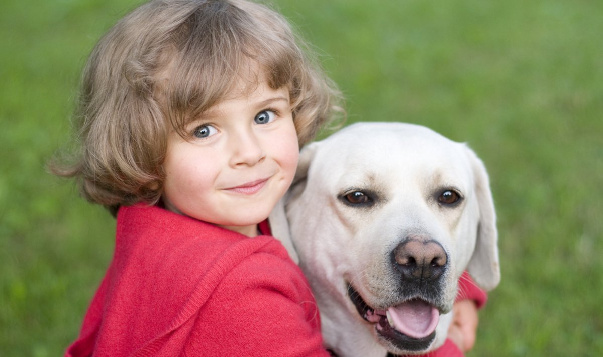 Labradoro retriveris - šuo, sutariantis ir su vaikais, ir su keturkojais