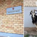Panevėžiečius nustebino šalia policijos pastato pririštas ožys
