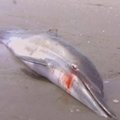 Mokslininkai tiria masinį delfinų gaišimą prie Peru