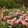 Kauno botanikos sode pražydo reto grožio rožės