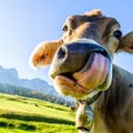Pieno ūkiams žada skirti 165 mln. eurų finansavimą