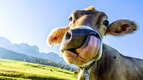 Pieno ūkiams žada skirti 165 mln. eurų finansavimą