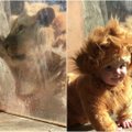 Netikėta draugystė: nufilmuotas liūto ir liūtu persirengusio vaiko susitikimas