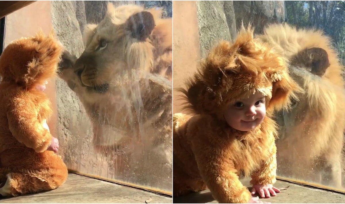 Liūto ir kūdikio draugystė