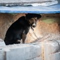 Tokį elgesį vadina baisia gėda: kaip tapti šalimi, kuri nenaikina benamių gyvūnų?