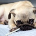 Nuo šios ligos kenčia kas penktas šuo: skausmą numalšina paprasti pratimai