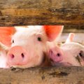 Bankrutuojanti „Kiaulių veislininkystė“ atleidžia visus darbuotojus