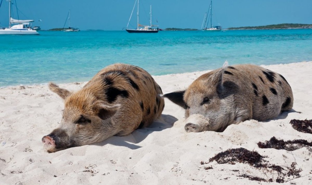 Kiaulės Bahamuose 