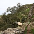 На севере Англии спилили знаменитое дерево из фильма "Робин Гуд". Полиция арестовала 16-летнего подростка