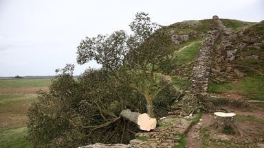 На севере Англии спилили знаменитое дерево из фильма "Робин Гуд". Полиция арестовала 16-летнего подростка