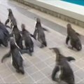 Internautus pralinksminęs vaizdelis: mažieji pingvinai išėjo pabėgioti po jūrų muziejų