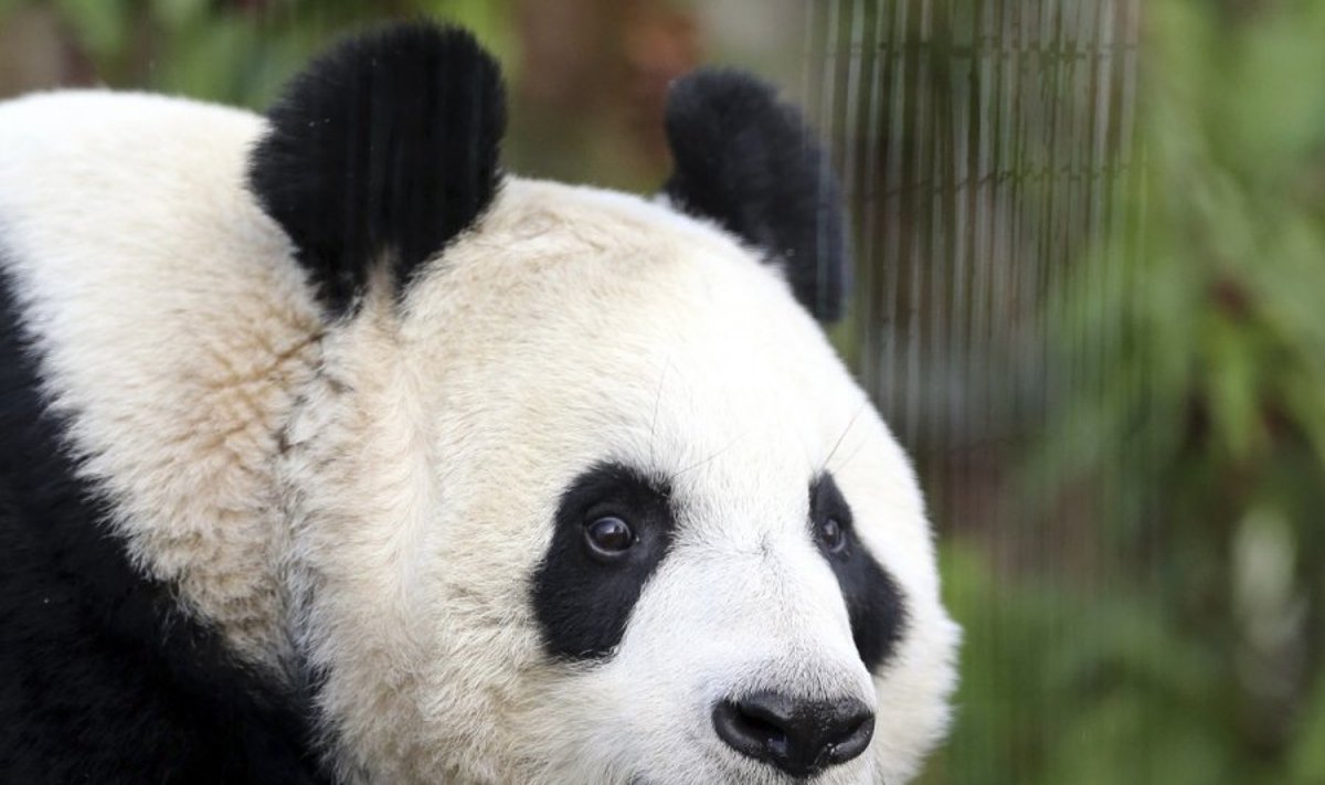 Edinburgo zoologijos sodo panda Tian Tian