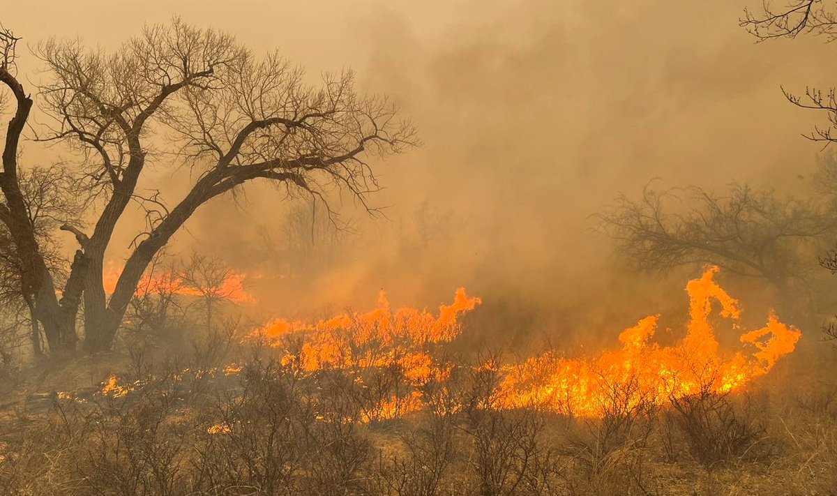 Miškų gaisrai Teksase