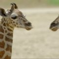 Motinos netekęs žirafų jauniklis sugrįžo į zoologijos sodą