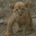 Barankiljos zoologijos sode pristatyti trys liūtukai