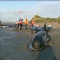 Naujojoje Zelandijoje savanoriai padėjo grąžinti įstrigusius banginius į jūrą