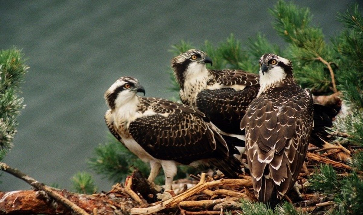 Aukštaitijos nacionalinio parko paukščiai