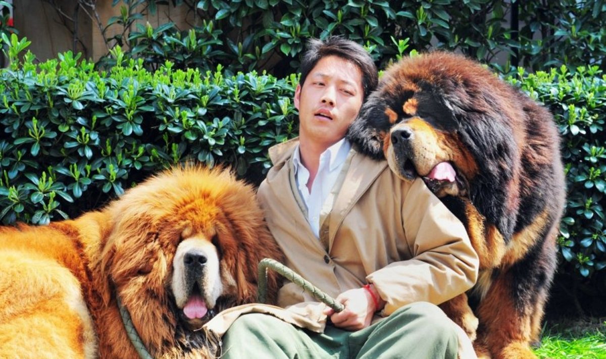 Tibeto mastifas kairėje buvo parduotas už maždaug 2 milijonus JAV dolerių