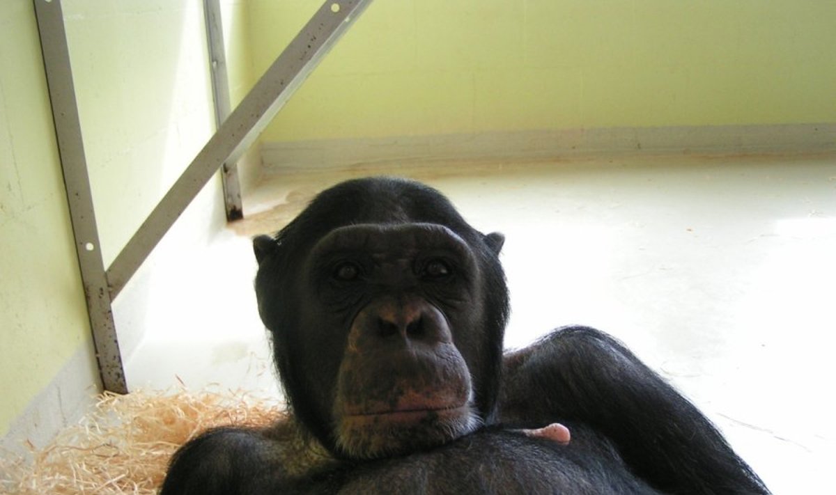 Šimpanzė Regina