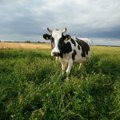 Kiek pieno vidutiniškai pagamina vienas ūkis ES ir Lietuvoje