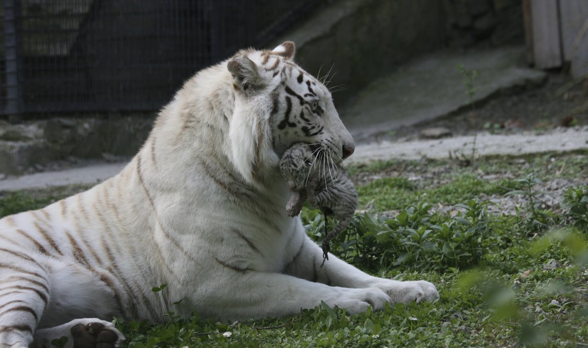Ukrainoje pasaulį išvydo retų baltųjų tigrų jaunikliai