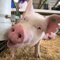 Kiaulių augintojai spaudžia ministeriją dėl vėluojančių pinigų – „situacija dramatiška“