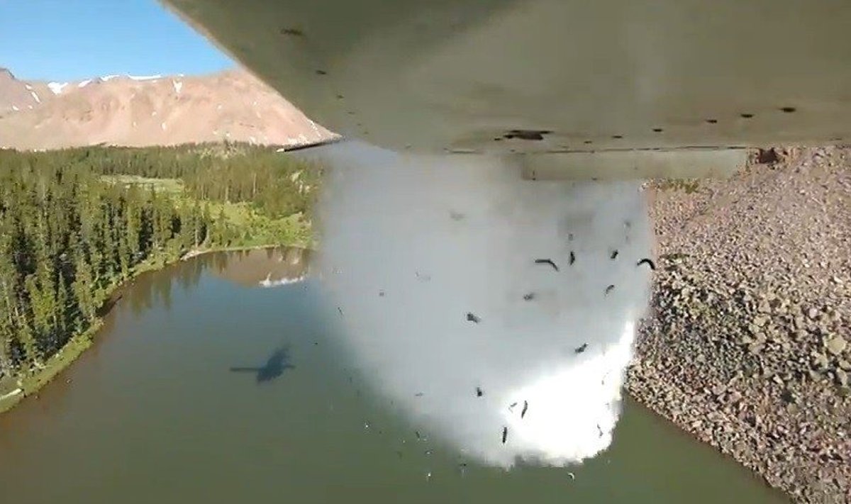 Ežero įžuvinimas iš  lėktuvo 