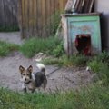 Daugiau nei ketvirtadalis Lietuvos žmonių namų saugumą patiki šunims