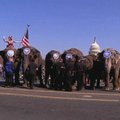 Vašingtone drambliai žygiavo Kapitolijaus kalva
