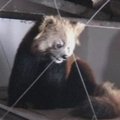 Kinijos Sičuano provincijos gyventojas rado palėpėje mažąją pandą