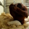 Jaudinanti akimirka: po cezario pjūvio gimęs orangutaniukas grįžo pas savo motiną