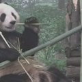 Nufilmuota kaip per žemės drebėjimą panda bandė slėptis medyje