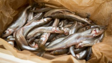 Stintų mėgėjams liūdnos žinios iš pajūrio: žvejai į marias nelenda jau savaitę