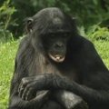 Mažųjų šimpanzių patelė – protingiausia beždžionė pasaulyje