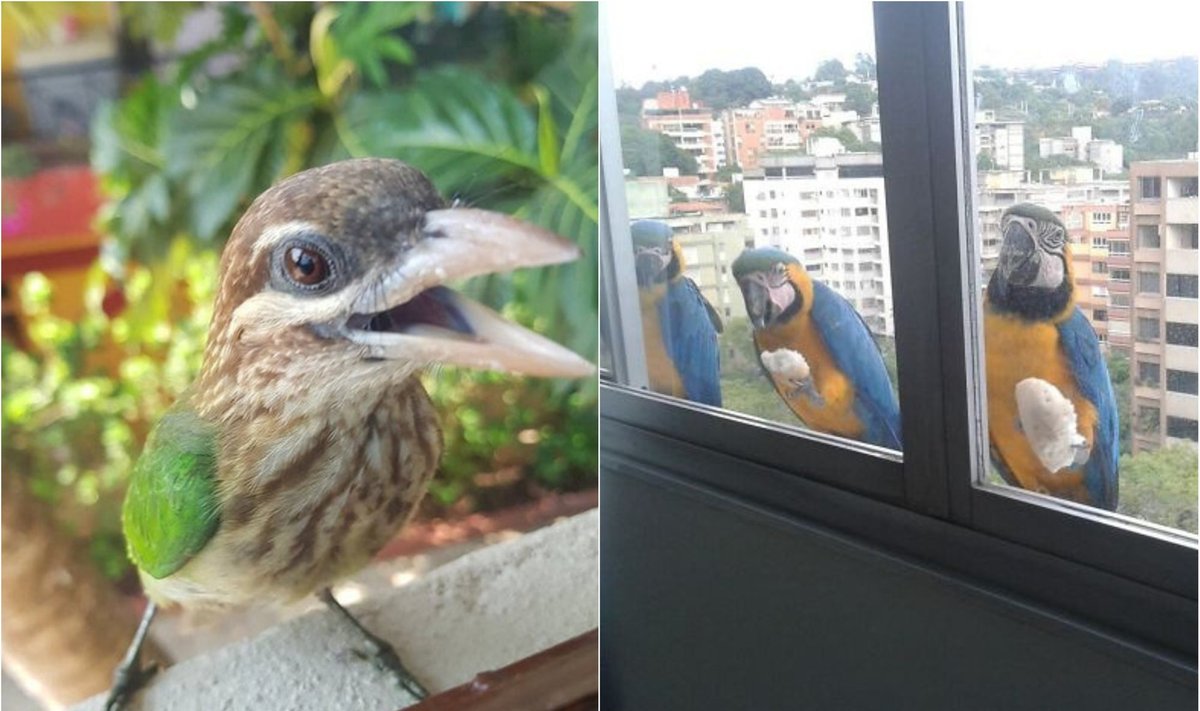 Paukščiai už lango