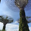 Singapūro botanikos sodai − rojus žemėje