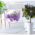 Pinigų magnetas: 6 kambariniai augalai, kurie pritraukia pinigus – raskite namuose jiems vietos