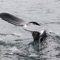 В Балтийском море был замечен кит