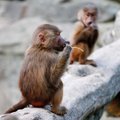 Tailando mieste buvo surengta speciali puota beždžionėms