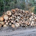 Gyventojai sunerimo: Valakupių girininkijoje kertami medžiai