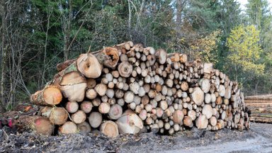 Gyventojai sunerimo: Valakupių girininkijoje kertami medžiai