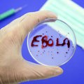 Estonian and Finnish companies developing Ebola drug