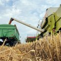 Paskelbtos pasaulinės grūdų derliaus prognozės – lietuviams džiūgauti nėra ko