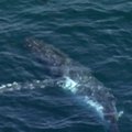 Prie Sidnėjaus krantų pastebėtas kartu su delfinais plaukiojantis kuprotasis banginis