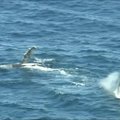 Žvejų tinkluose įsipainiojęs kuprotasis banginis sulaukė pagalbos