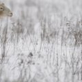 Šaltajam sezonui artėjant: kaip apsaugoti gyvūnus nuo šalčio – du svarbiausi dalykai