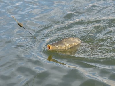 Pakirtus žuvį batonas nukrenta - tobula