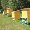 120 million EUR will be provided for European beekeepers